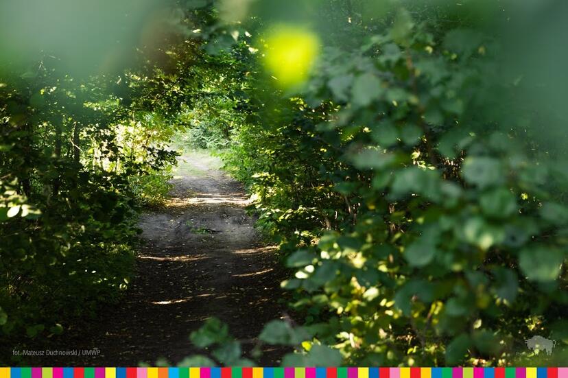 Ścieżka w lesie / Path in the forest