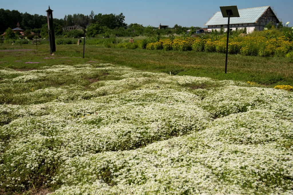 Field with herbs, building in the background