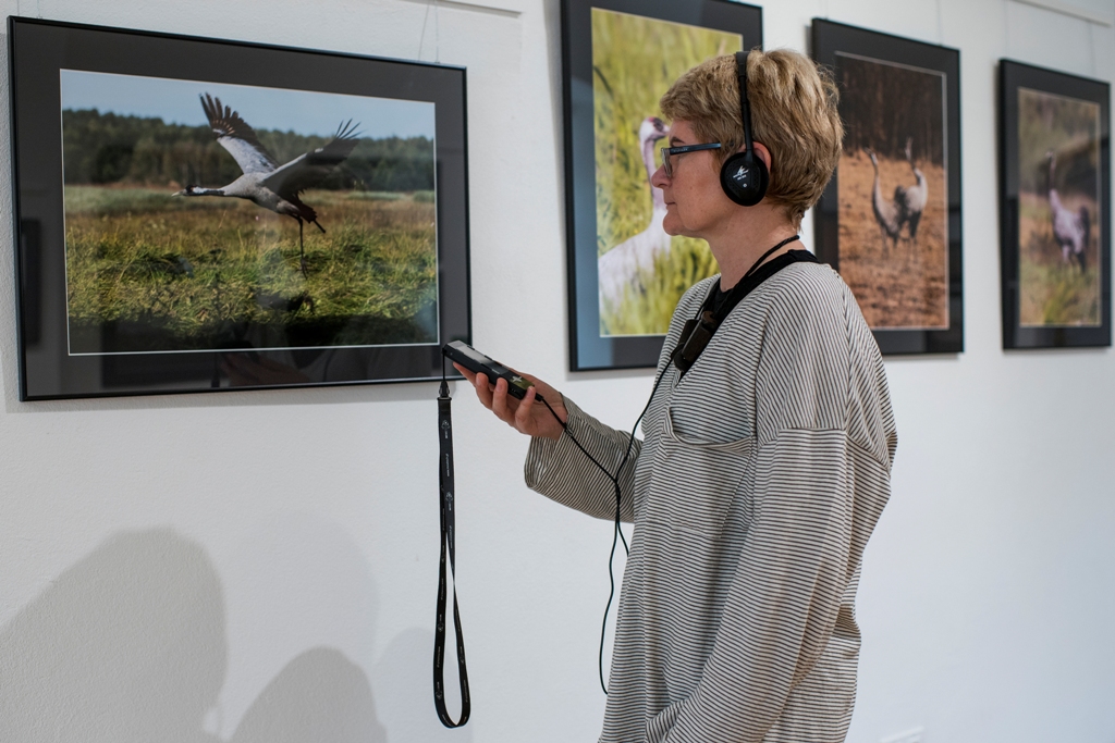 A woman with headphones is listening to audio guide and watching exhibition